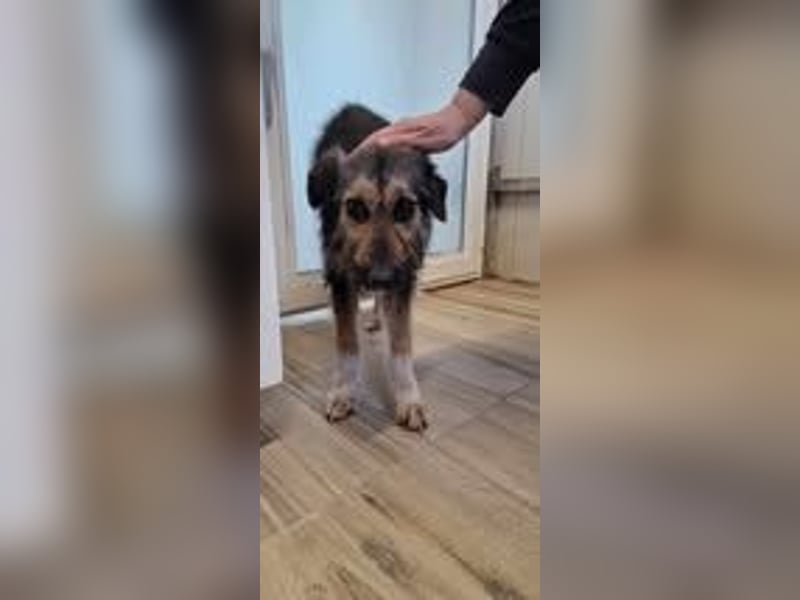 COCOA ❤ SEHR EILIG! sucht Zuhause oder Pflegestelle