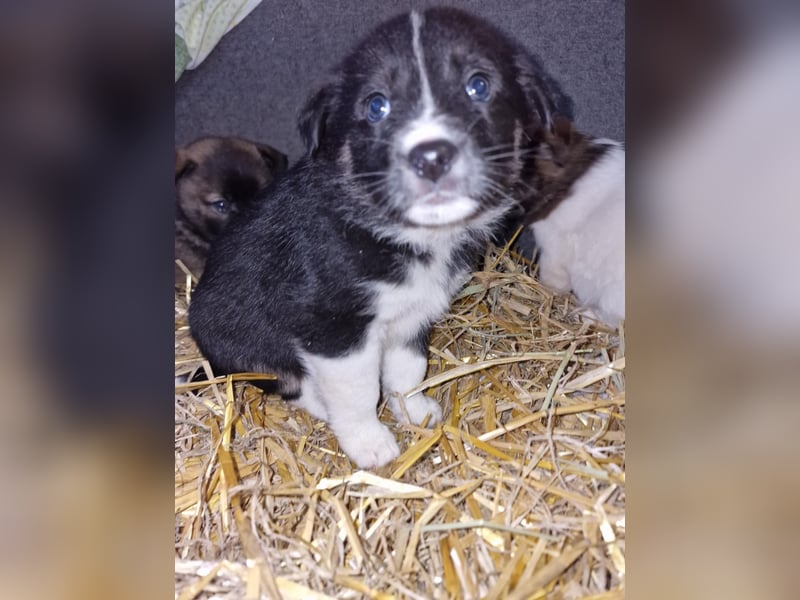 Toffy, kleines Hundemädchen sucht liebevolle Hände