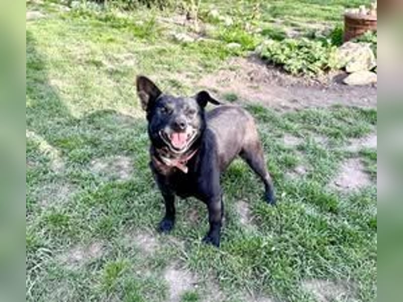 CHERNYO ❤  sucht Zuhause oder Pflegestelle