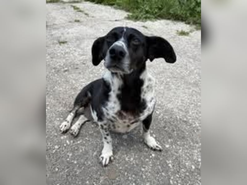 DYANA ❤ EILIG! sucht Zuhause oder Pflegestelle