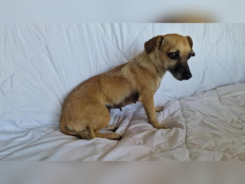 MARISKA ❤ EILIG! sucht Zuhause oder Pflegestelle