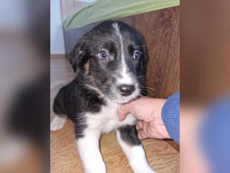 Toffy, kleines Hundemädchen sucht liebevolle Hände