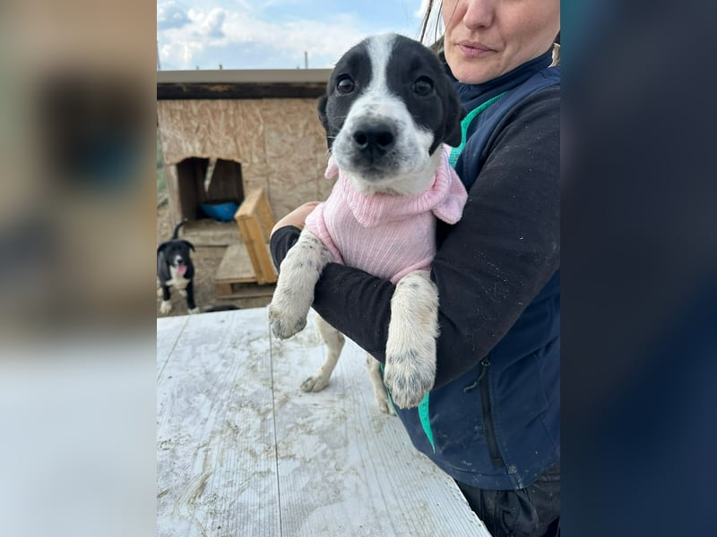 Xia, klein, verschmust, liebenswert sucht ihr Körbchen