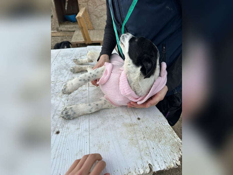 Xia, klein, verschmust, liebenswert sucht ihr Körbchen