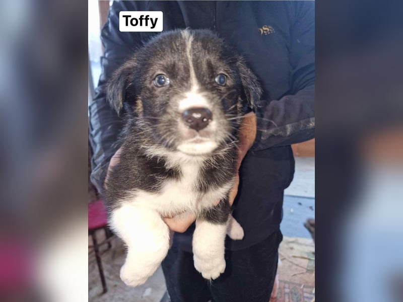 Toffy, kleines Hundemädchen sucht liebevolle Hände