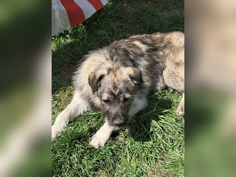 Pavel, kleiner Hundemann sucht großes Körbchen