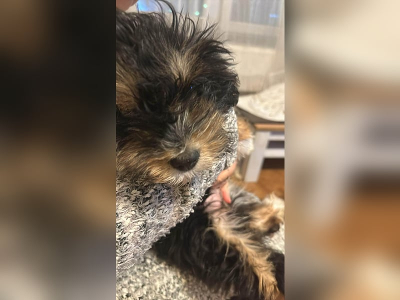 Ubbo, kleiner Wuschel sucht warmes Körbchen