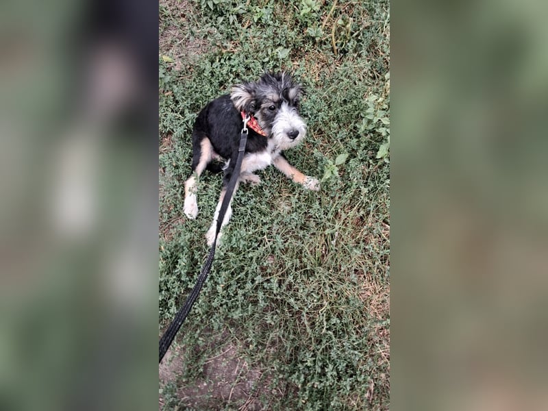 Emmi, kleines Hundemädchen sucht liebevolle Hände