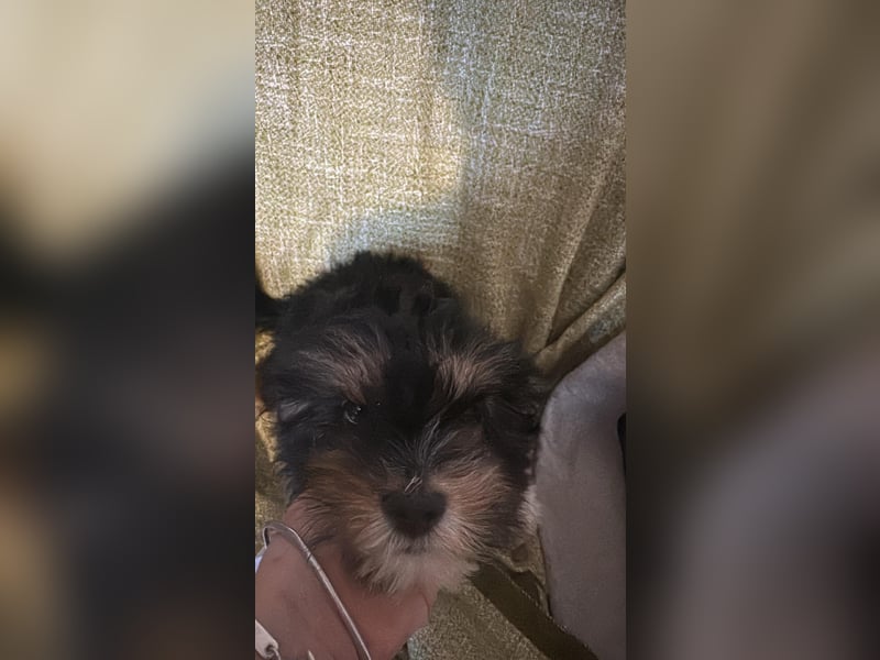 Ubbo, kleiner Wuschel sucht warmes Körbchen