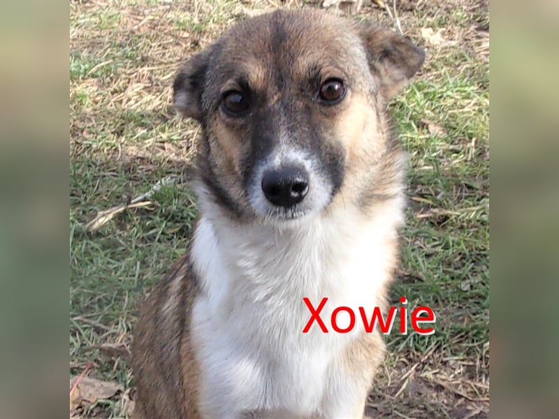 XOWIE ❤  wartet in 56379 Singhofen auf DICH