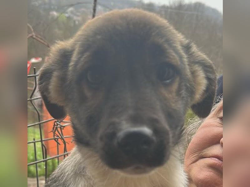 Anton, zuckersüßer, kleiner Hundemann sucht sein Körbchen