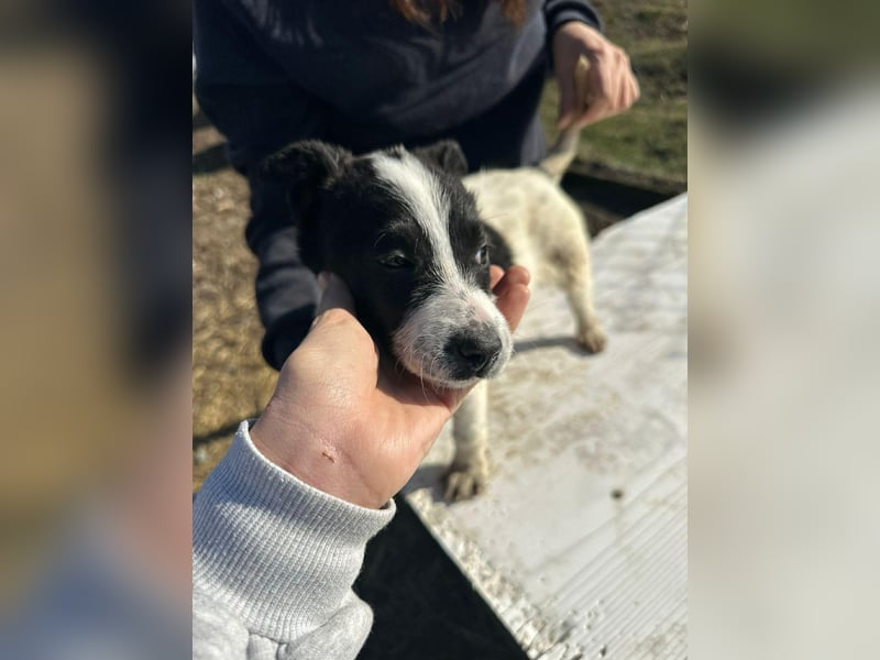 Xia, klein, verschmust, liebenswert sucht ihr Körbchen