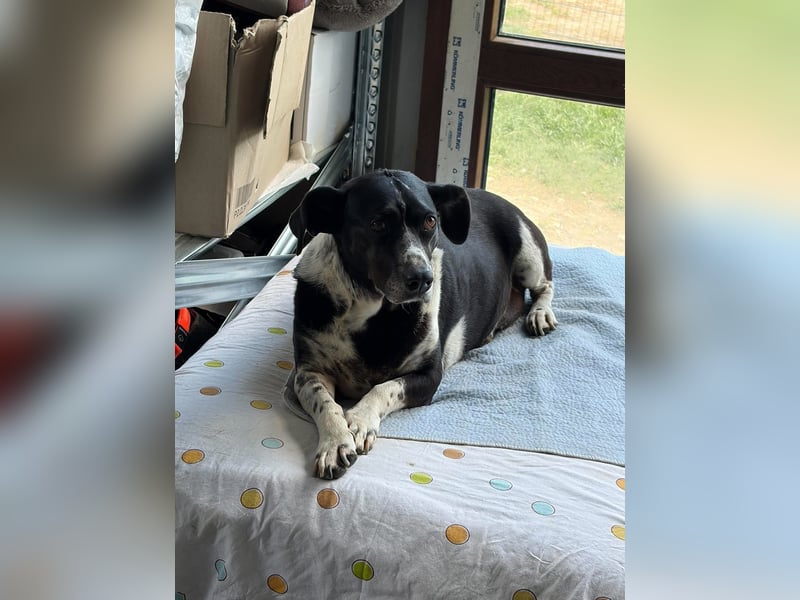 DYANA ❤ EILIG! sucht Zuhause oder Pflegestelle