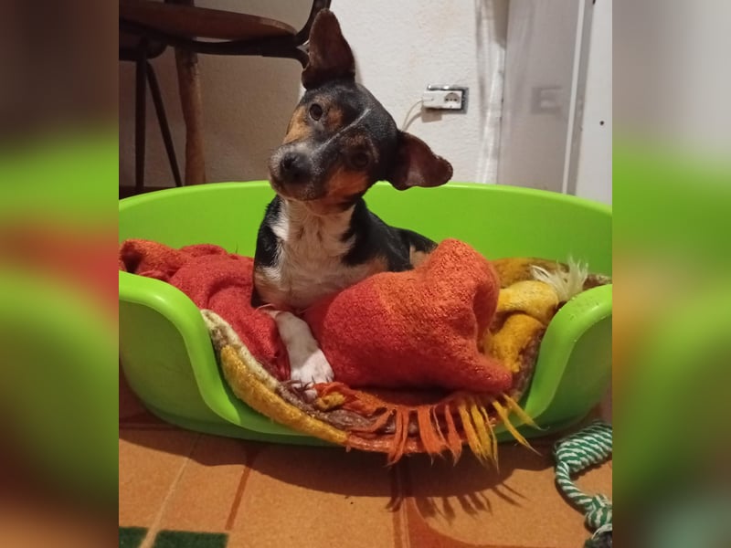 TIMO - süßes Kerlchen