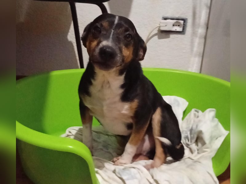 TIMO - süßes Kerlchen