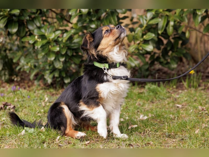 Lilli-Lou - schüchterne kleine Hündin - Tierhilfe Franken e.V.