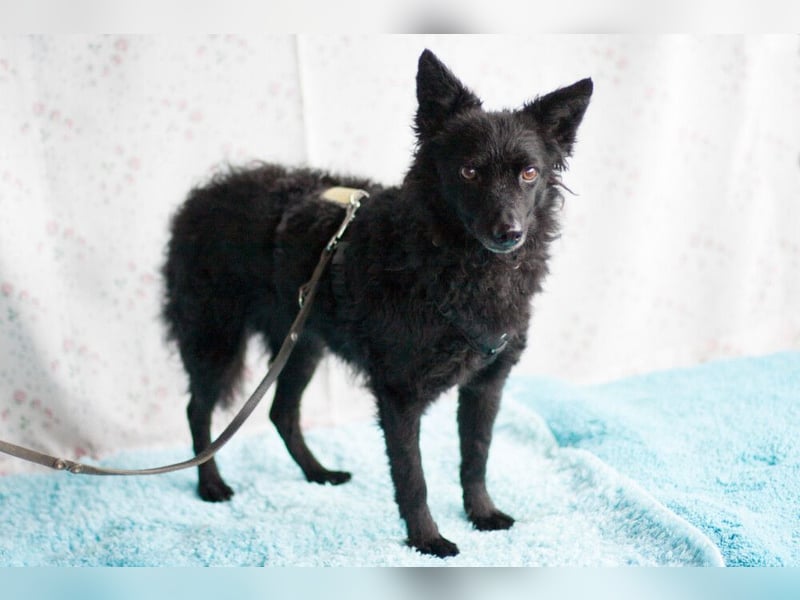 Marena - anhänglich und lernfreudig - Tierhilfe Franken e.V.