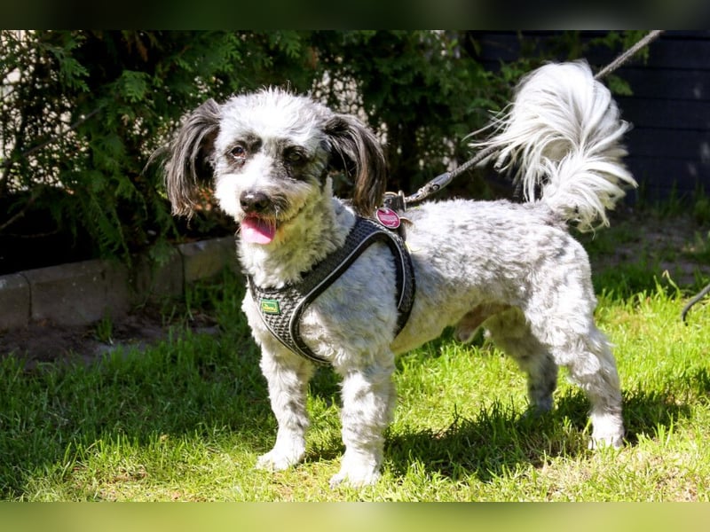 Gottlieb - lieber kleiner Hund - Tierhilfe Franken e.V.