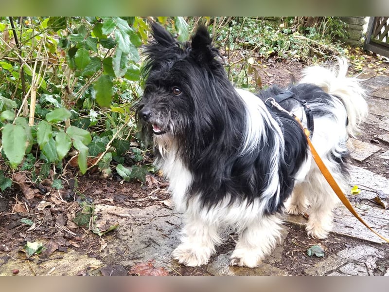 Zeda - pfiffige kleine Kuschelmaus - Tierhilfe Franken e.V.