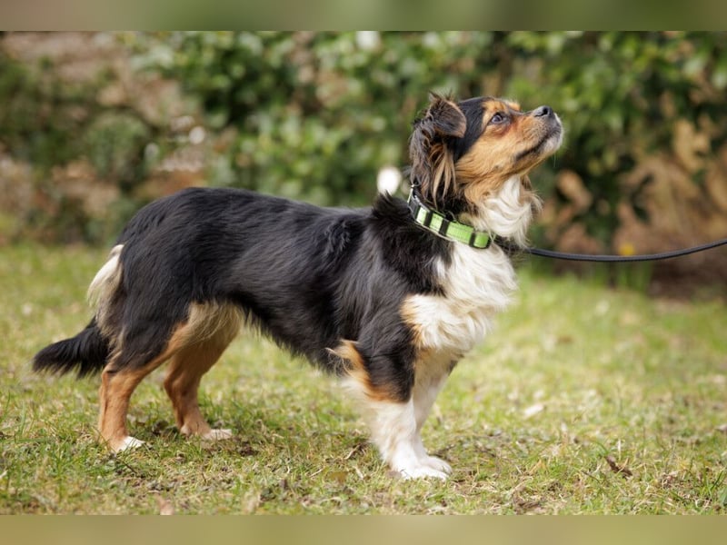 Lilli-Lou - schüchterne kleine Hündin - Tierhilfe Franken e.V.