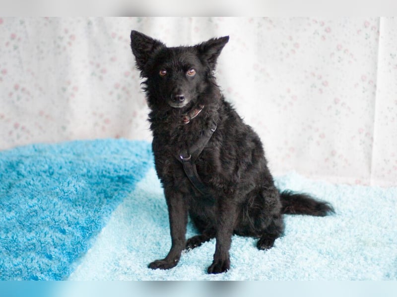 Marena - anhänglich und lernfreudig - Tierhilfe Franken e.V.