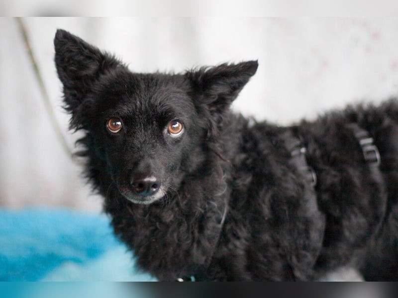 Marena - anhänglich und lernfreudig - Tierhilfe Franken e.V.