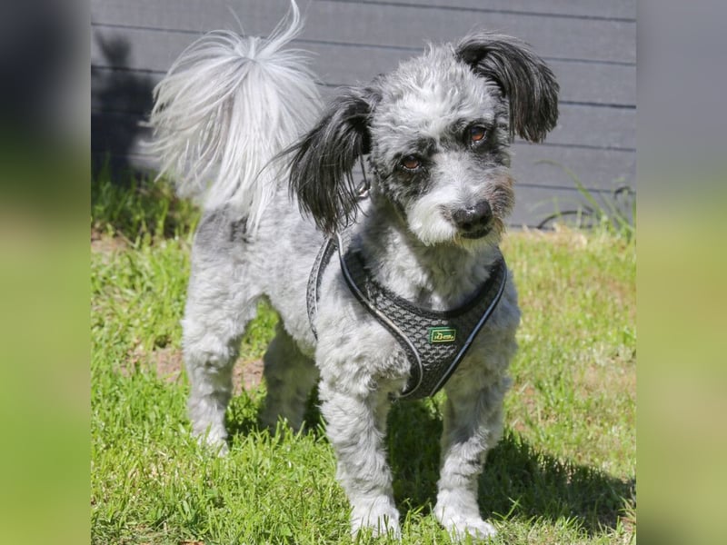 Gottlieb - lieber kleiner Hund - Tierhilfe Franken e.V.