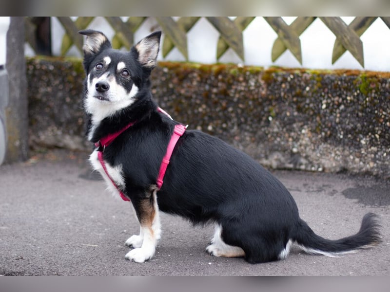 Jessymaus - putziger kleiner Spatz - Tierhilfe Franken e.V.