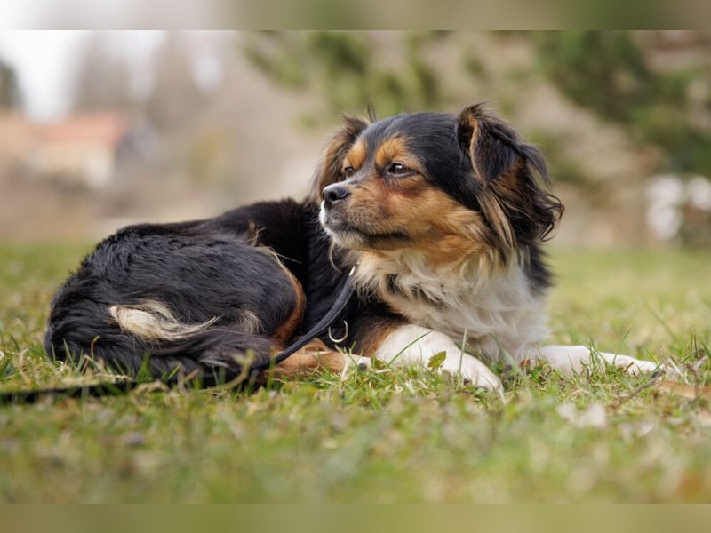 Lilli-Lou - schüchterne kleine Hündin - Tierhilfe Franken e.V.