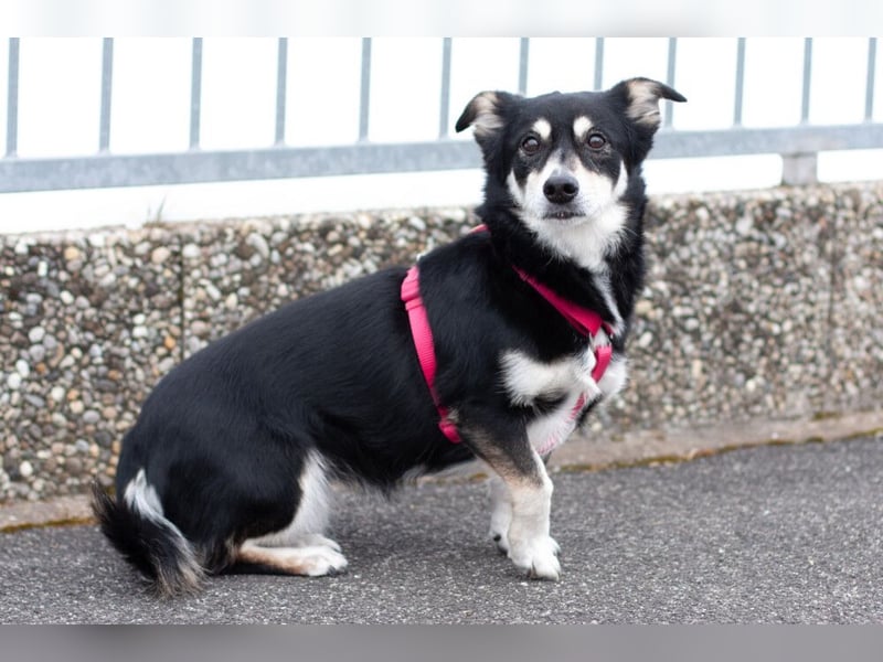 Jessymaus - putziger kleiner Spatz - Tierhilfe Franken e.V.