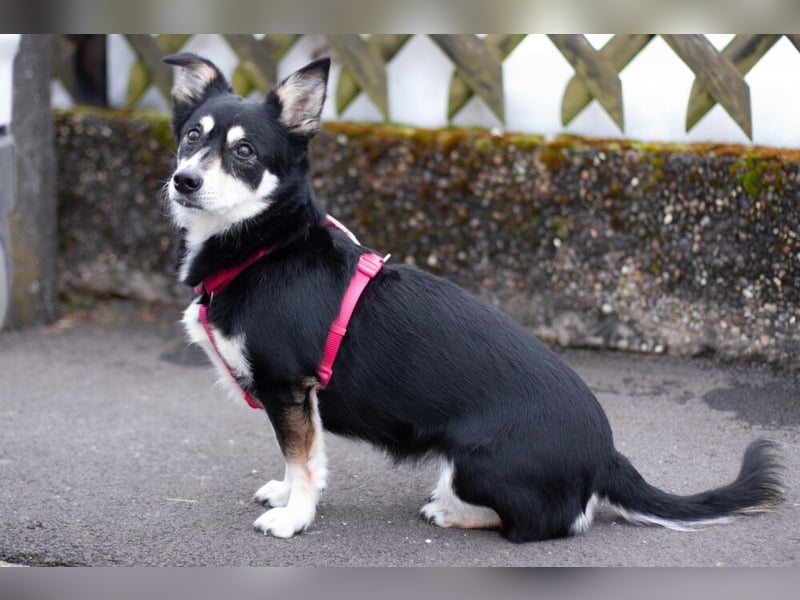 Jessymaus - putziger kleiner Spatz - Tierhilfe Franken e.V.