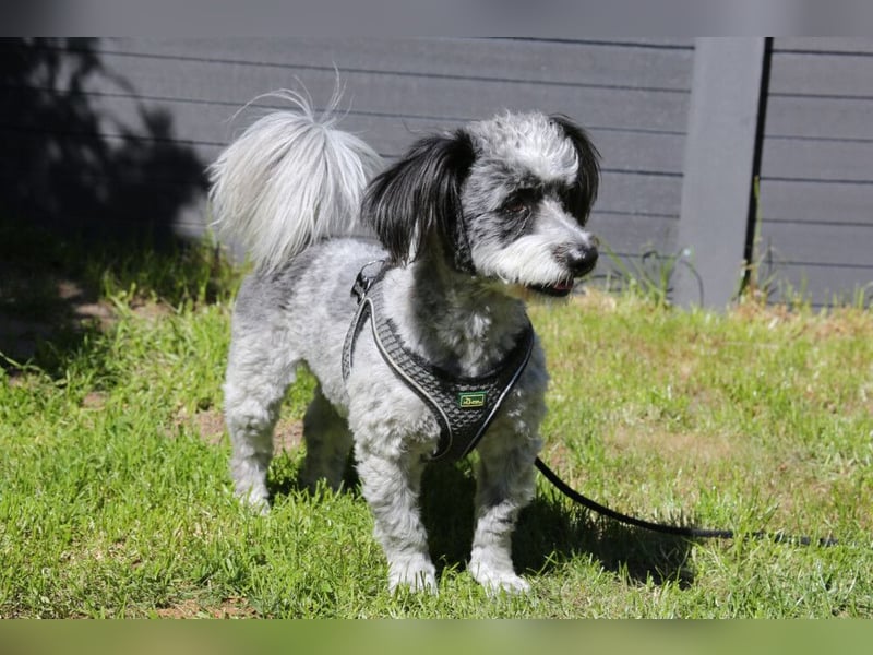 Gottlieb - lieber kleiner Hund - Tierhilfe Franken e.V.