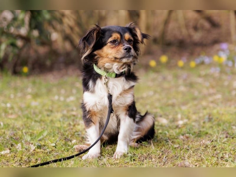 Lilli-Lou - schüchterne kleine Hündin - Tierhilfe Franken e.V.
