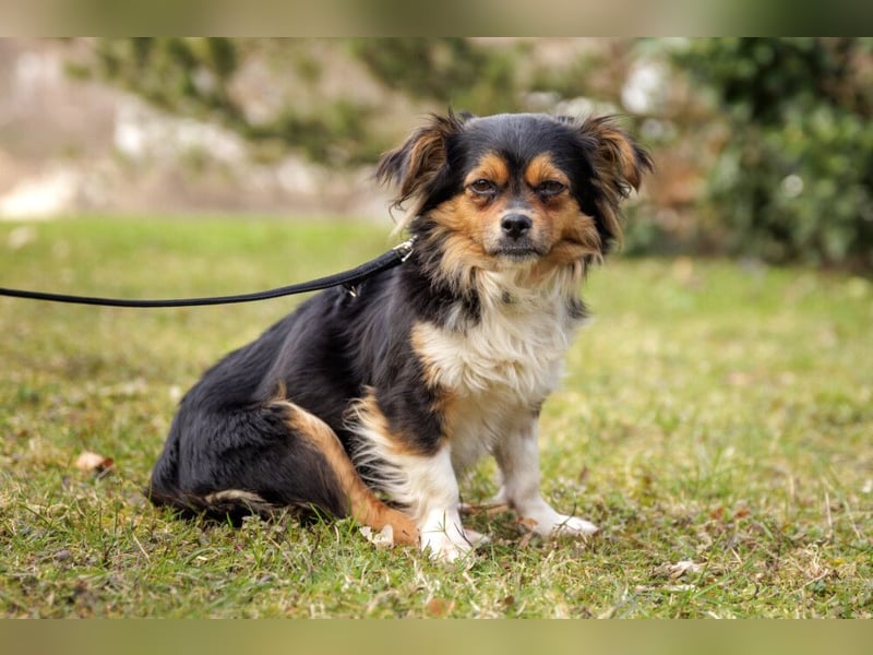 Lilli-Lou - schüchterne kleine Hündin - Tierhilfe Franken e.V.