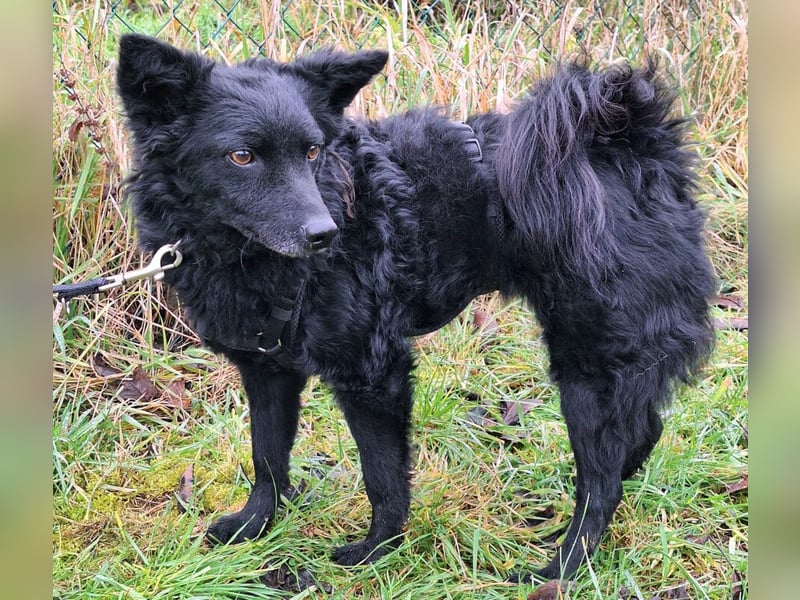 Marena - anhänglich und lernfreudig - Tierhilfe Franken e.V.