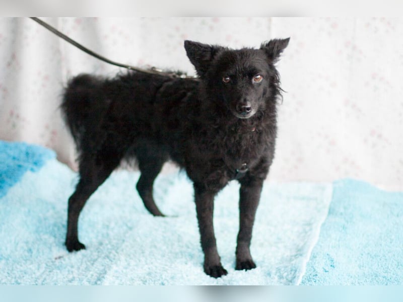 Marena - anhänglich und lernfreudig - Tierhilfe Franken e.V.