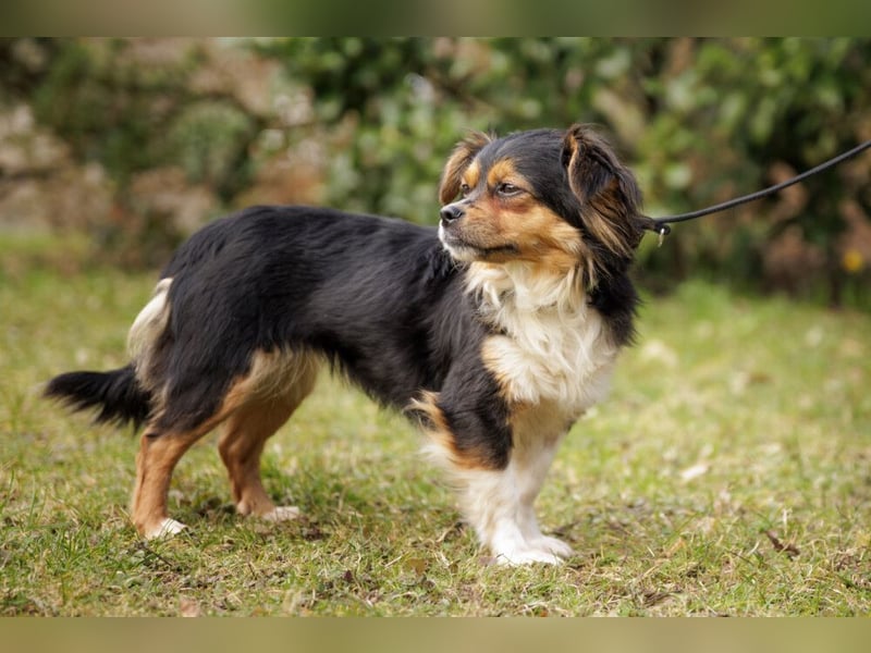 Lilli-Lou - schüchterne kleine Hündin - Tierhilfe Franken e.V.