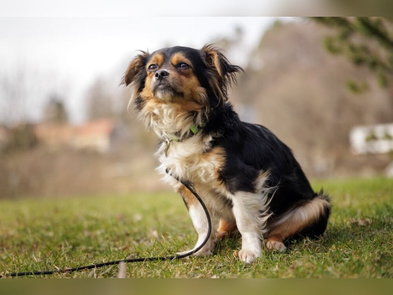 Lilli-Lou - schüchterne kleine Hündin - Tierhilfe Franken e.V.