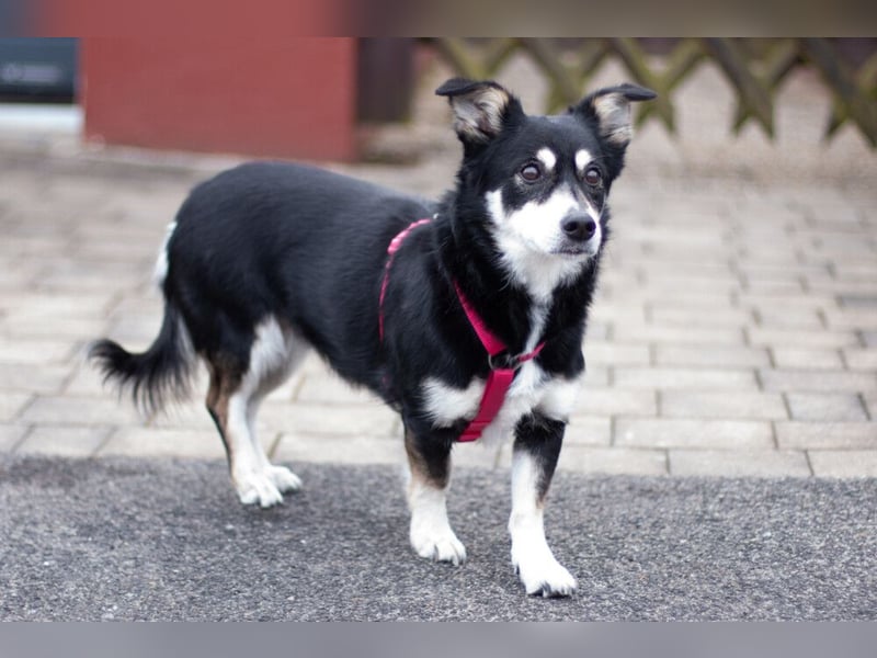 Jessymaus - putziger kleiner Spatz - Tierhilfe Franken e.V.