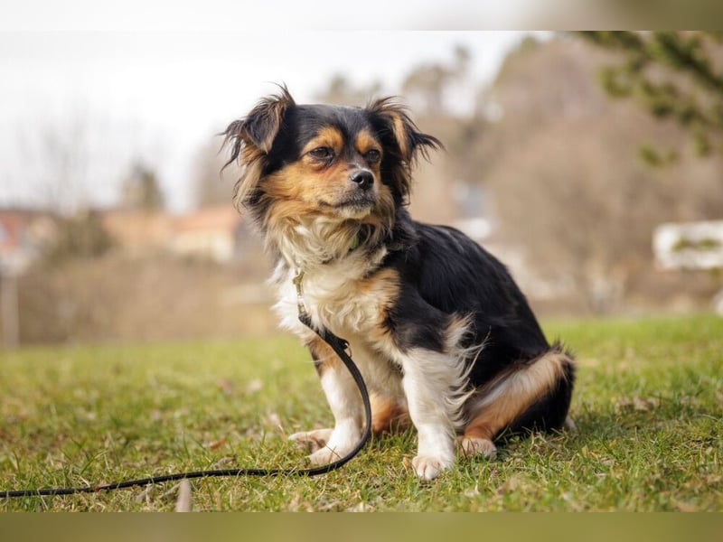 Lilli-Lou - schüchterne kleine Hündin - Tierhilfe Franken e.V.