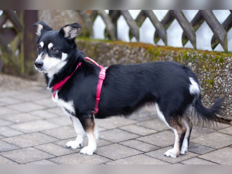 Jessymaus - putziger kleiner Spatz - Tierhilfe Franken e.V.
