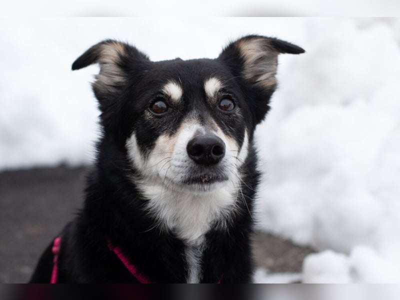 Jessymaus - putziger kleiner Spatz - Tierhilfe Franken e.V.