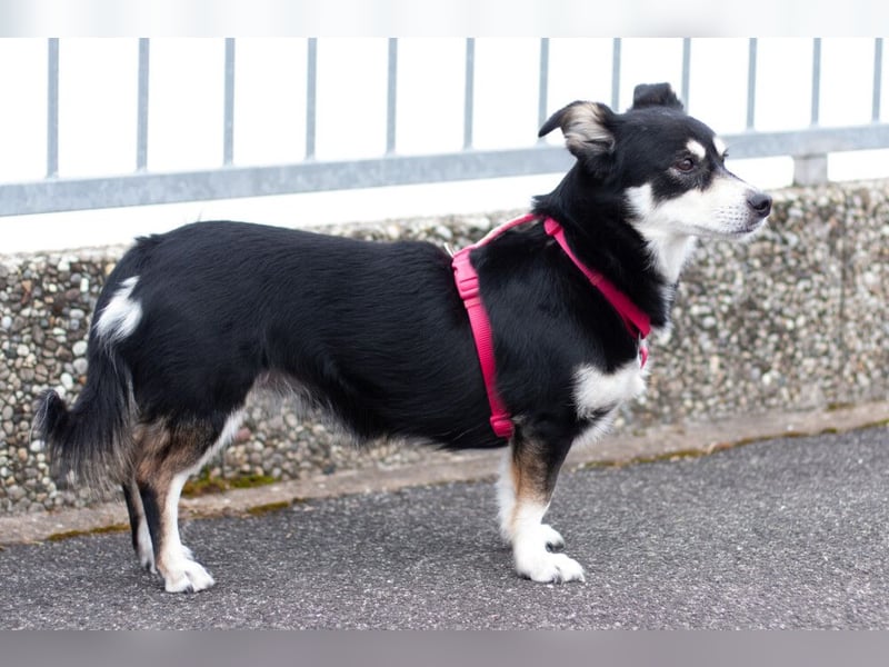 Jessymaus - putziger kleiner Spatz - Tierhilfe Franken e.V.