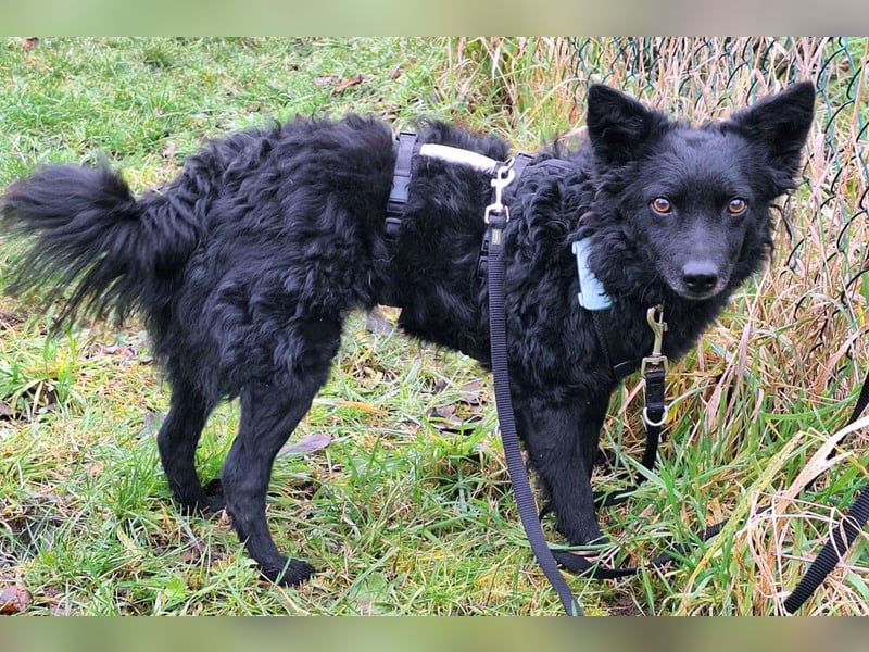 Marena - anhänglich und lernfreudig - Tierhilfe Franken e.V.