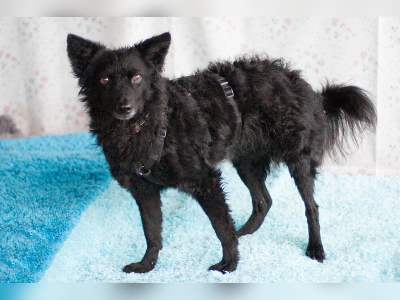 Marena - anhänglich und lernfreudig - Tierhilfe Franken e.V.