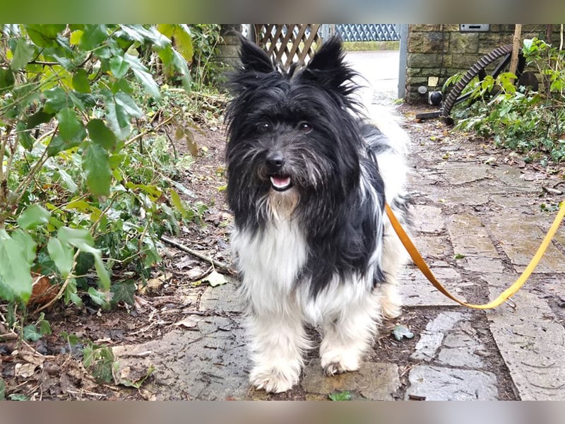 Zeda - pfiffige kleine Kuschelmaus - Tierhilfe Franken e.V.