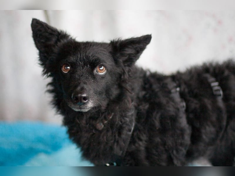 Marena - anhänglich und lernfreudig - Tierhilfe Franken e.V.