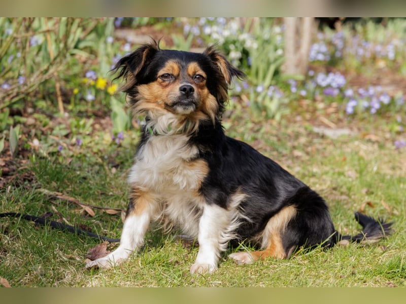Lilli-Lou - schüchterne kleine Hündin - Tierhilfe Franken e.V.