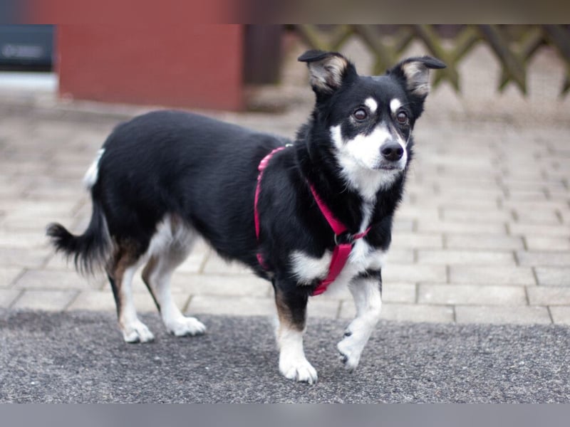 Jessymaus - putziger kleiner Spatz - Tierhilfe Franken e.V.