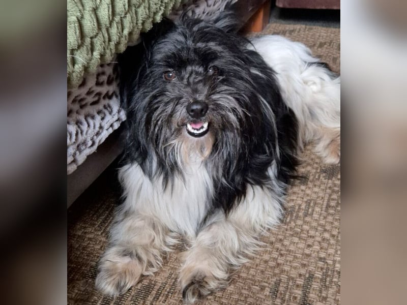 Zeda - pfiffige kleine Kuschelmaus - Tierhilfe Franken e.V.